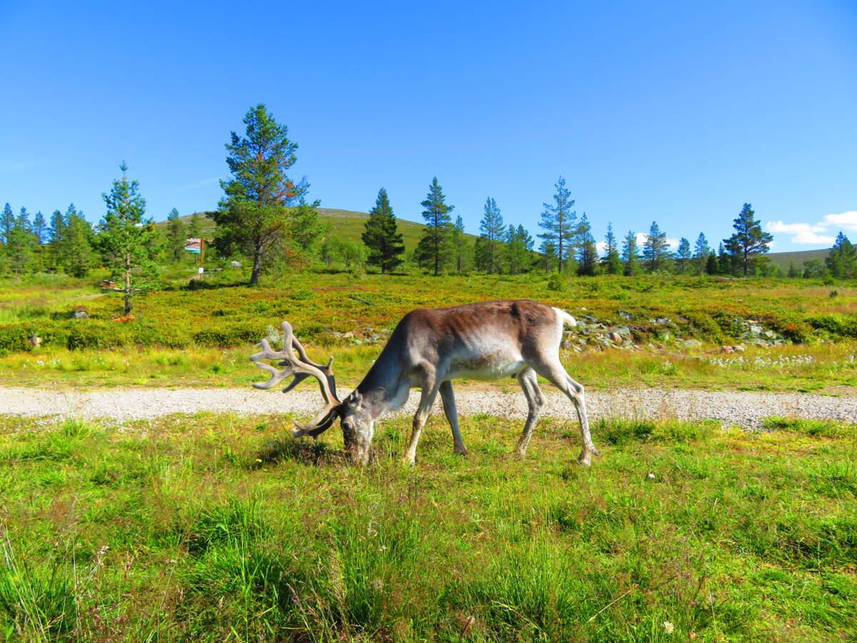 Read more about the article Finland roundtrip North Cape