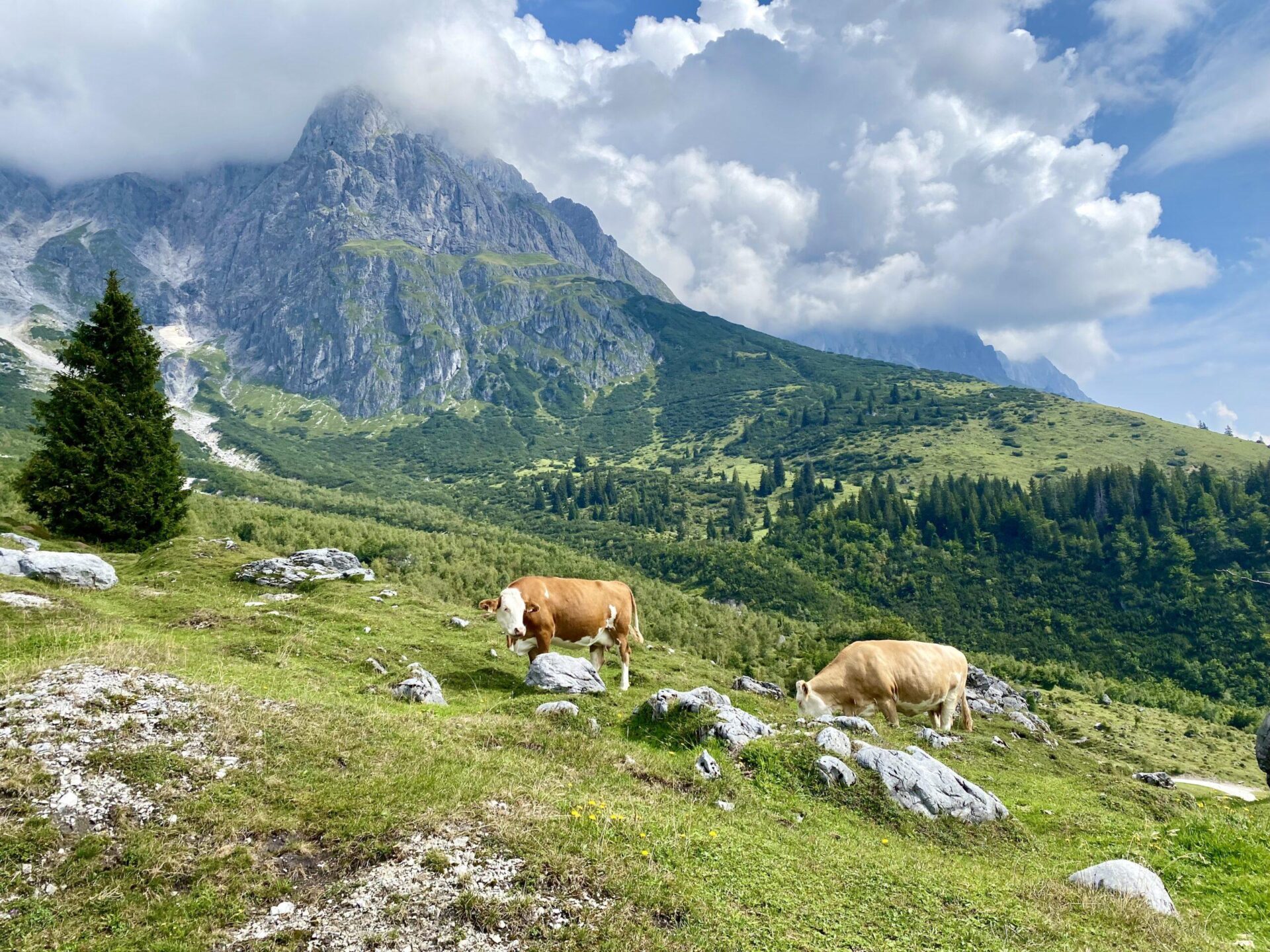 Read more about the article Summer coolness in Austria part II