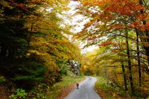 Mavrovo national park