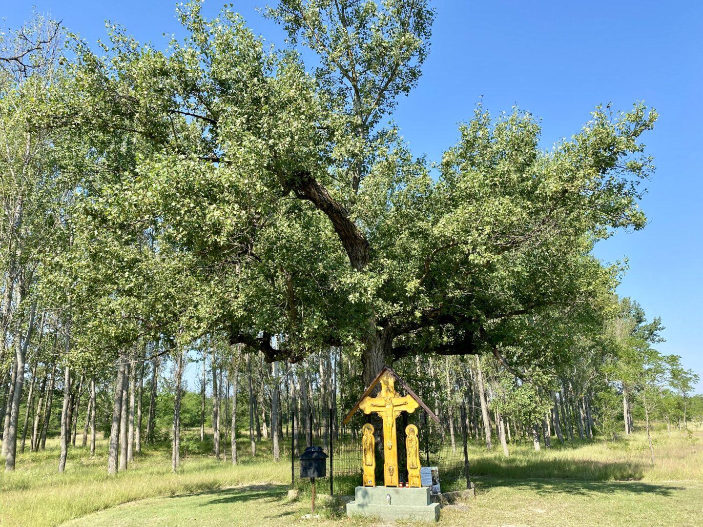Heilige boom Maglavit Roemenie