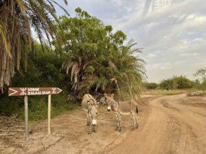 Read more about the article Vanlife in West Africa III, Senegal