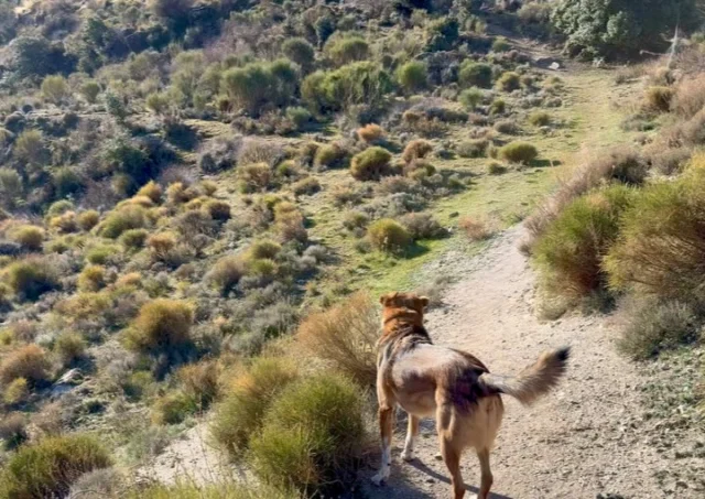 Siërra Nevada 

Wandelen in Juviles, wow wat is het hier mooi! Leo en ik worden er zo blij van 🐶😁
Via een schitterende route rijd ik richting Baza, met zicht op besneeuwde bergtoppen. Op 2.200 meter ligt zelfs nog een beetje sneeuw, gaaf! Daarna slingeren we weer omlaag, het rijden gaat me nooit vervelen. 
We stoppen bij het stuwmeer Embalse de Negratin. Een werkelijk prachtige omgeving 😍
Helaas ook veel processierupsen, dat is gevaarlijk voor Leo. Beetje fris in de bergen, dus we rijden weer terug naar de kust! 

Blog klaar: Mauritanië!
Www.marianaroundtheworld.com

——————
🇬🇧 Hiking in Juviles, wow it’s so beautiful here! It makes us happy 🐶😁
I drive towards Baza via a stunning route, with a view of snow-capped mountain peaks. At 2,200 meters there is even a bit of snow, cool! Then we meander down again, this driving never gets boring.
We stop at the Embalse de Negratin reservoir. A truly amazing area 😍
Unfortunately also a lot of processionary caterpillars, that is dangerous for Leo. A bit chilly in the mountains, so we drive back to the coast!

Blog ready: Mauritania!
Www.marianaroundtheworld.com

#Spanje
#Spain
#Sierranevada
#Overwinteren
#Travelalone
#Nomad
#Vanlife
#Aroundtheworld